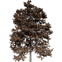 Tilia europaea B autumn