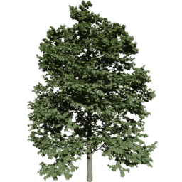 Tilia europaea B summer