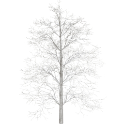 Tilia europaea B winter