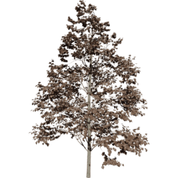 Tilia europaea C autumn