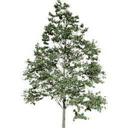 Tilia europaea C summer