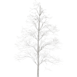 Tilia europaea C winter