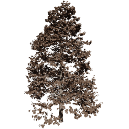 Tilia europaea D autumn