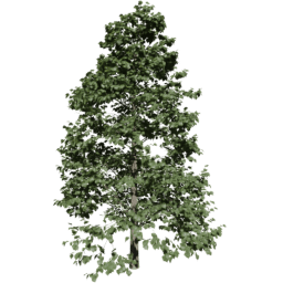 Tilia europaea D summer