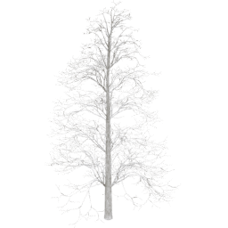 Tilia europaea D winter