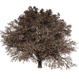 Tilia europaea T autumn