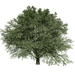 Tilia europaea T summer