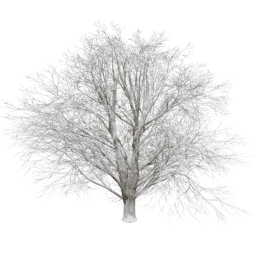 Tilia europaea T winter