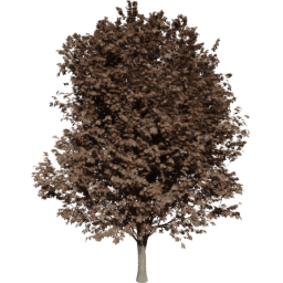 Ulmus minor A autumn