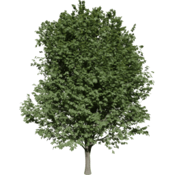 Ulmus minor A summer