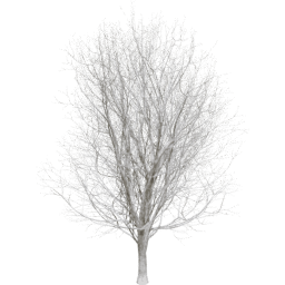 Ulmus minor A winter