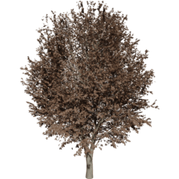 Ulmus minor B autumn