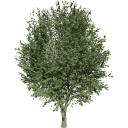 Ulmus minor B summer