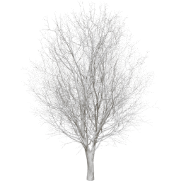 Ulmus minor B winter