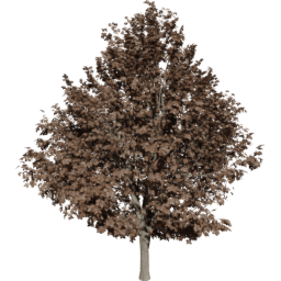 Ulmus minor C autumn