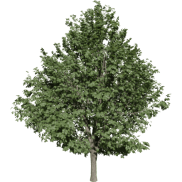 Ulmus minor C summer