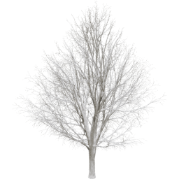 Ulmus minor C winter