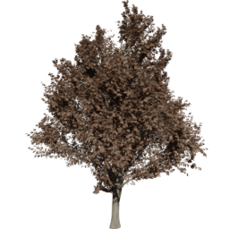 Ulmus minor D autumn