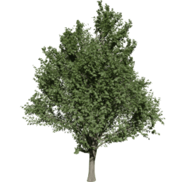 Ulmus minor D summer