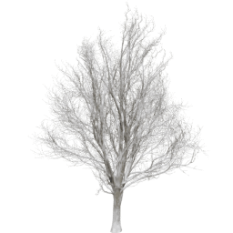 Ulmus minor D winter