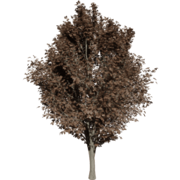 Ulmus minor E autumn