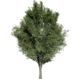 Ulmus minor E summer