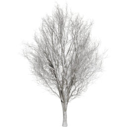 Ulmus minor E winter