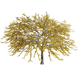 Vachellia caven A spring