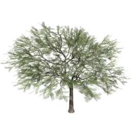 Vachellia caven A summer