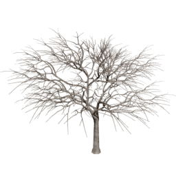 Vachellia caven A winter