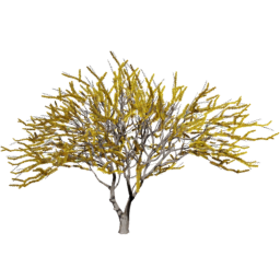 Vachellia caven B spring