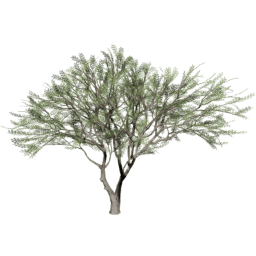 Vachellia caven B summer