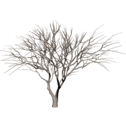 Vachellia caven B winter