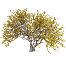 Vachellia caven C spring