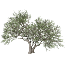 Vachellia caven C summer