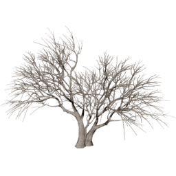 Vachellia caven C winter