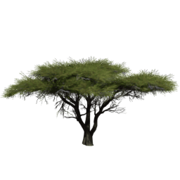 Vachellia tortilis A summer