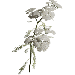 Achillea millefolium A spring summer
