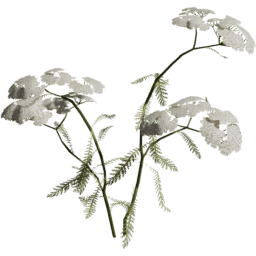 Achillea millefolium B spring summer