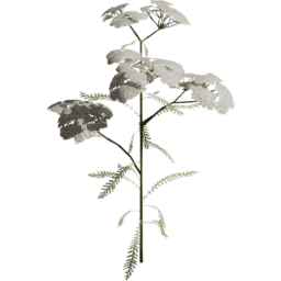 Achillea millefolium C spring summer