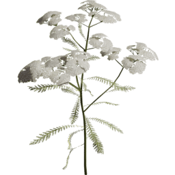 Achillea millefolium D spring summer