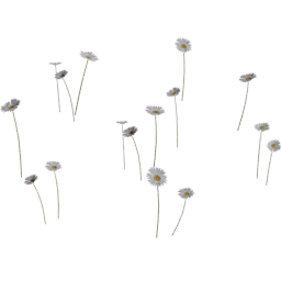 Bellis perennis A spring summer