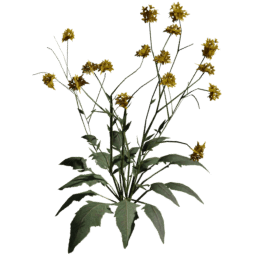 Bunias orientalis A autumn