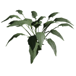 Bunias orientalis A spring