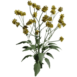 Bunias orientalis A summer