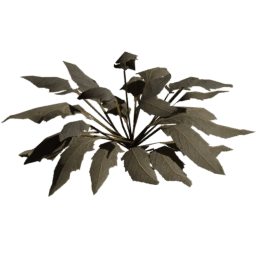 Bunias orientalis A winter