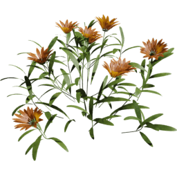 Calendula officinalis A spring summer