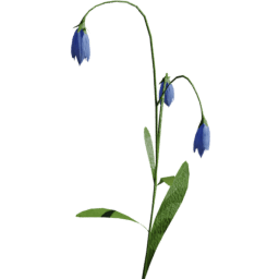 Campanula scheuchzeri B spring summer