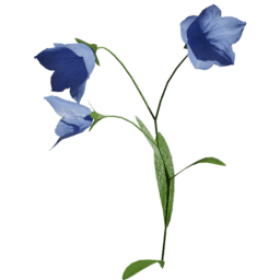 Campanula scheuchzeri C spring summer