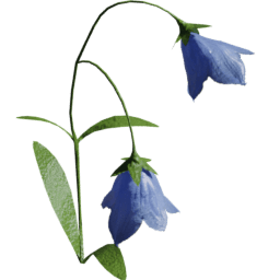 Campanula scheuchzeri F spring summer